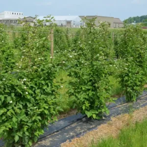 Chester Thornless Blackberry Live Plant - Rubus fruticosus 'Chester' - 1 Starter Plug - Image 8