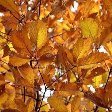 Chestnut Oak Live Plant Seedling - Quercus montana - Quart Pot - Outdoor - Image 2