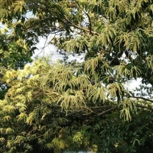 Chestnut Oak Tree Live Plant - Quart Pot - Quercus montana - Outdoor Shade Tree - Image 10