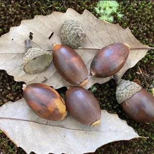 Chestnut Oak Tree Live Plant - Quart Pot - Quercus montana - Outdoor Shade Tree - Image 4