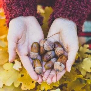 Chestnut Oak Tree Live Plant - Quart Pot - Quercus montana - Outdoor Shade Tree - Image 5