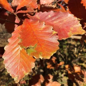 Chestnut Oak Tree Live Plant - Quart Pot - Quercus montana - Outdoor Shade Tree - Image 6