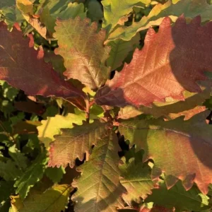 Chestnut Oak Tree Live Plant - Quart Pot - Quercus montana - Outdoor Shade Tree - Image 7