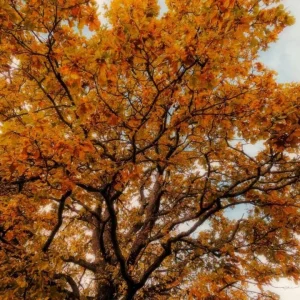 Chestnut Oak Tree Live Plant - Quart Pot - Quercus montana - Outdoor Shade Tree - Image 8