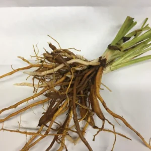 Chicago Apache Daylily Bare Root – Scarlet Red Reblooming Perennial – 1-2 Fan Division – Outdoor - Image 2