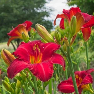 Chicago Apache Daylily Bare Root – Scarlet Red Reblooming Perennial – 1-2 Fan Division – Outdoor - Image 1