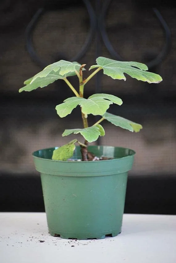 Chicago Hardy Fig Live Plant - Ficus carica - 14+ Inches Tall - Edible Fruit - Indoor/Outdoor - Image 2