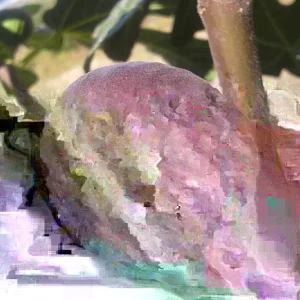 Chicago Hardy Fig Live Plant - Ficus carica - 14+ Inches Tall - Edible Fruit - Indoor/Outdoor - Image 3