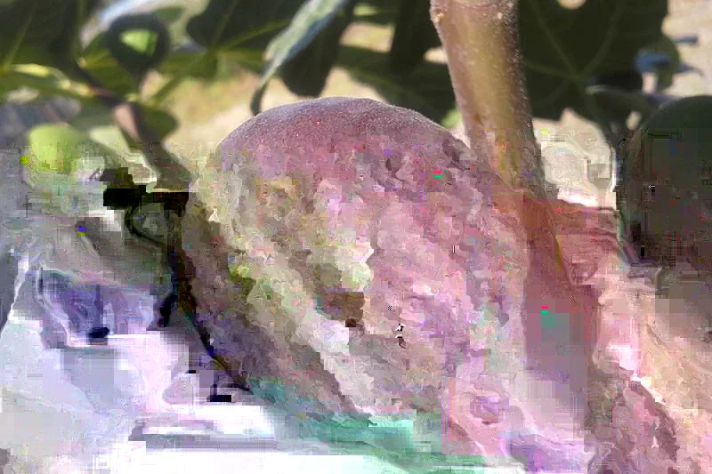 Chicago Hardy Fig Live Plant - Ficus carica - 14+ Inches Tall - Edible Fruit - Indoor/Outdoor - Image 1