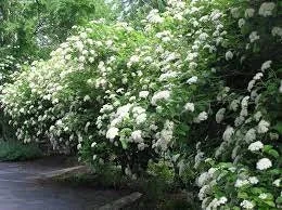 Chicago Lustre Arrowwood Viburnum Live Plant - 1 Gallon Pot, 2-3 ft Tall, Outdoor Shrub - Image 3