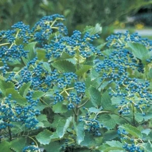 Chicago Lustre Viburnum Live Plant, Arrowwood Shrub, 2.5 inch Pot, Outdoor - Image 3