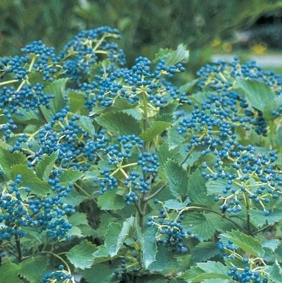 Chicago Lustre Viburnum Live Plant, Arrowwood Shrub, 2.5 inch Pot, Outdoor - Image 3