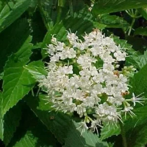 Chicago Lustre Viburnum Live Plant, Arrowwood Shrub, 2.5 inch Pot, Outdoor - Image 4