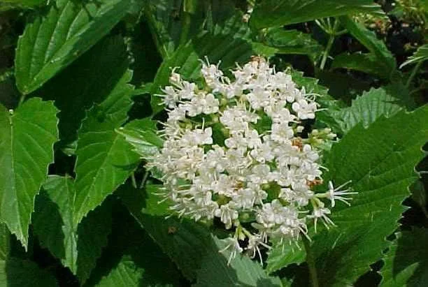 Chicago Lustre Viburnum Live Plant, Arrowwood Shrub, 2.5 inch Pot, Outdoor - Image 4