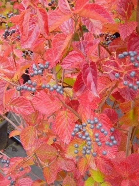 Chicago Lustre Viburnum Live Plant, Arrowwood Shrub, 2.5 inch Pot, Outdoor - Image 1