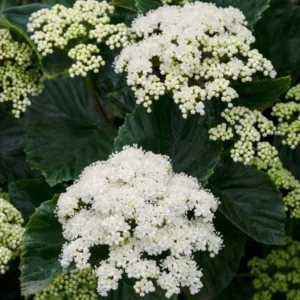 Chicago Lustre Viburnum Live Shrub - 10-18" Tall - 3" Pot - Outdoor - Image 2