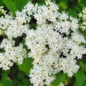 Chicago Lustre Viburnum Live Shrub - 10-18" Tall - 3" Pot - Outdoor - Image 1