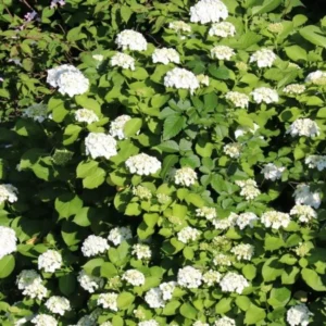 Chicago Lustre Viburnum Live Shrub - 10-18