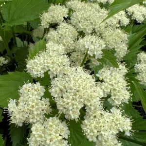 Chicago Lustre Viburnum Shrub - Live Plant 2.5" Pot - Outdoor - Image 2