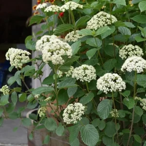 Chicago Lustre Viburnum Shrub - Live Plant 2.5" Pot - Outdoor - Image 1