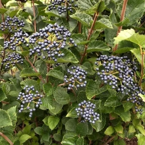 Chicago Lustre Viburnum Shrub - Live Plant 2.5