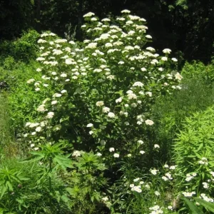 Chicago Lustre Viburnum Shrub - Live Plant 2.5