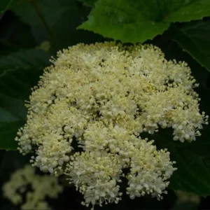 Chicago Lustre Viburnum Shrub Live Plant - Glossy Foliage, Blue Fruit, 10-18 in Tall, 2.5 in Pot - Image 4