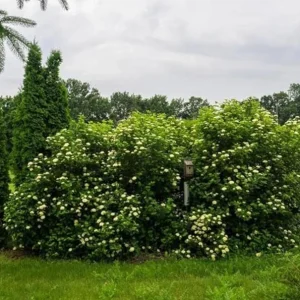 Chicago Lustre Viburnum Shrub Live Plant - Glossy Foliage, Blue Fruit, 10-18 in Tall, 2.5 in Pot - Image 6