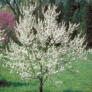 Chickasaw Plum Bare-Root Plant - American Plum Tree for Landscaping - Image 2