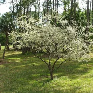 Chickasaw Plum Bare-Root Plant - American Plum Tree for Landscaping - Image 1