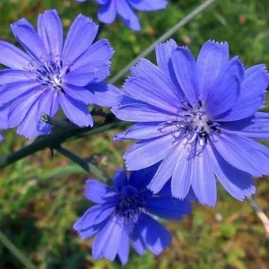 Chicory Seeds - 300+ Blue Flower Italian Dandelion - Non-GMO Herb Seeds - Image 1
