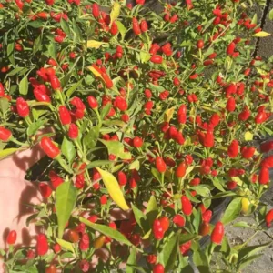 Chile Pequin Pepper Plant - Live Chili Plant, Hot, 4 Inch Pot, Outdoor - Image 3