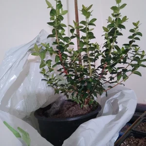 Chilean Guava Live Plant - Ugni molinae Starter - 4-6 inch Tall in 6 inch Pot - Image 2