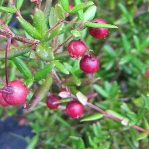 Chilean Guava Live Plant - Ugni molinae Starter - 4-6 inch Tall in 6 inch Pot - Image 1