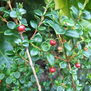 Chilean Guava Live Plant (Ugni Molinae) – Starter – 4" Tall – Ships in 3" Pot - Image 1