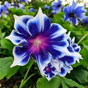 Chilean Morning Glory Seeds - 100 Count Mixed Color Blooms, Perennial, Outdoor - Image 1
