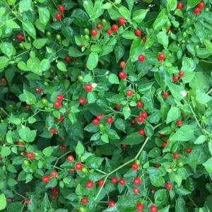 Chiltepin Pepper Live Plant – Hot Chili Plant – 4 Inch Pot – Outdoor - Image 4