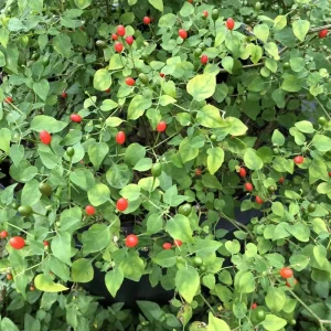 Chiltepin Pepper Live Plant – Hot Chili Plant – 4 Inch Pot – Outdoor - Image 5