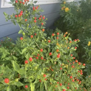 Chiltepin Pepper Live Plant – Hot Chili Plant – 4 Inch Pot – Outdoor - Image 1