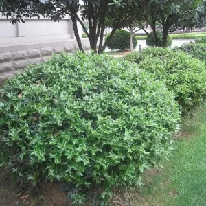 China Girl Holly Live Plant - 6-12 Inch Tall Evergreen Shrub - 1 Quart Pot - Image 2