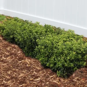 China Girl Holly Live Plant - 6-12 Inch Tall Evergreen Shrub - 1 Quart Pot - Image 3