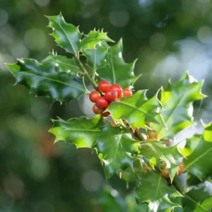 China Girl Holly Live Plant - 6-12 Inch Tall Evergreen Shrub - 1 Quart Pot - Image 1