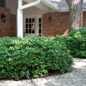 China Girl Holly Live Plant - 6-12 Inch Tall Evergreen Shrub - 1 Quart Pot - Image 4