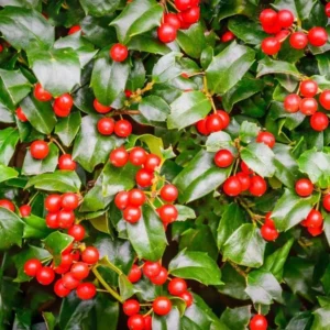 China Girl Holly Live Plant - 6-12 Inch Tall Evergreen Shrub - 1 Quart Pot - Image 5