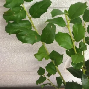 China Girl Holly Live Plant - 6-12 Inch Tall Evergreen Shrub - 1 Quart Pot - Image 7