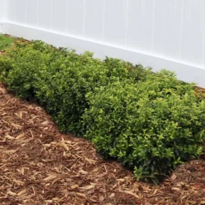 China Girl Holly Live Plant - 6-12 Inches Tall, 1 Quart Pot - Outdoor Shrub - Image 2