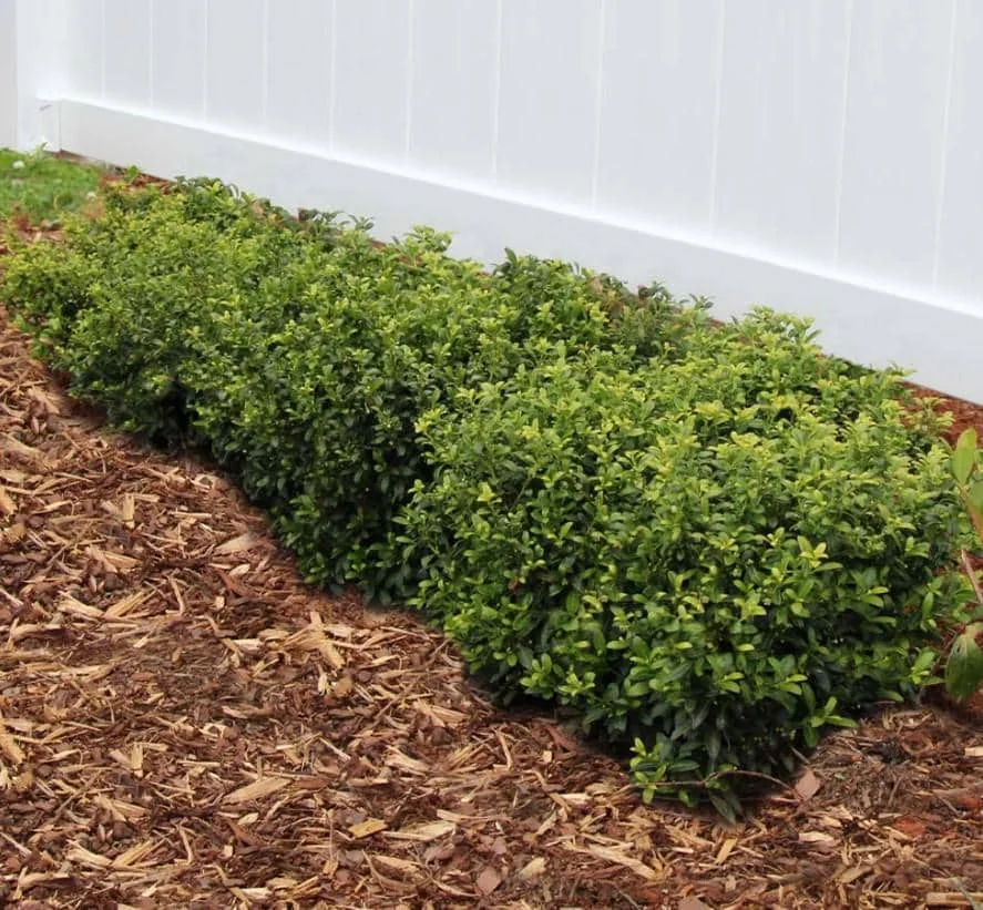 China Girl Holly Live Plant - 6-12 Inches Tall, 1 Quart Pot - Outdoor Shrub - Image 2