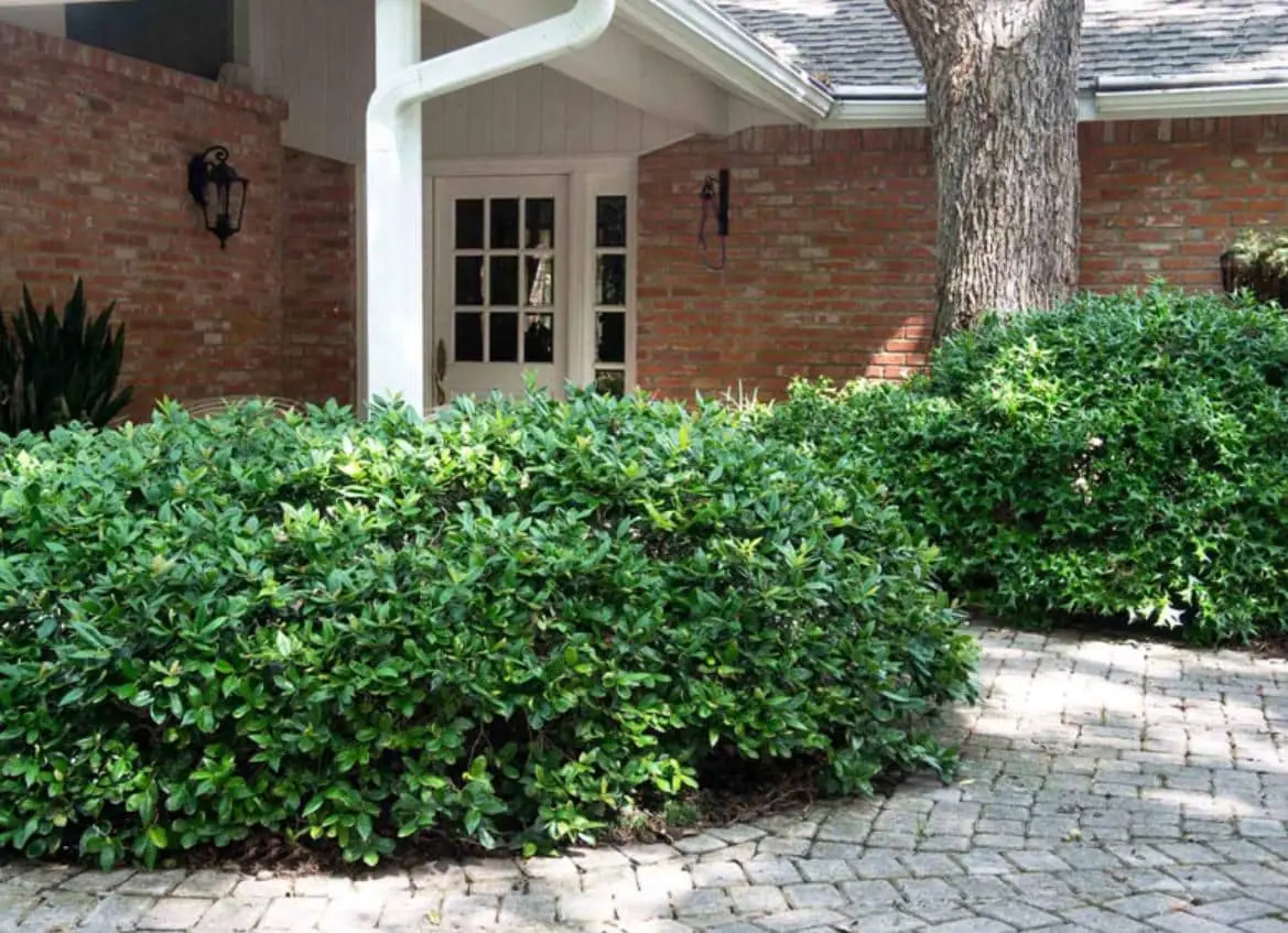 China Girl Holly Live Plant - 6-12 Inches Tall, 1 Quart Pot - Outdoor Shrub - Image 3