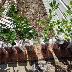 China Girl Holly Live Plant - 6-12 Inches Tall, 1 Quart Pot - Outdoor Shrub - Image 5