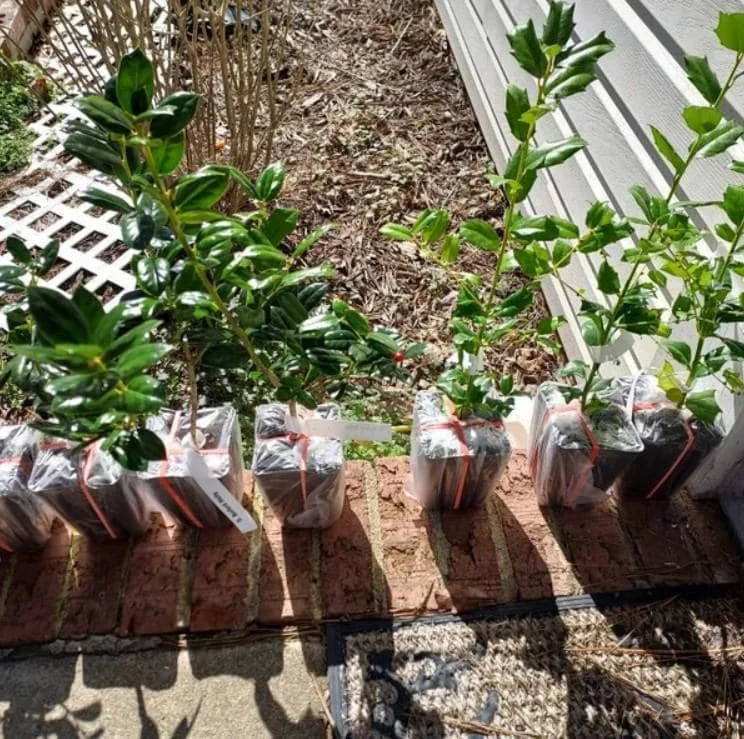 China Girl Holly Live Plant - 6-12 Inches Tall, 1 Quart Pot - Outdoor Shrub - Image 5